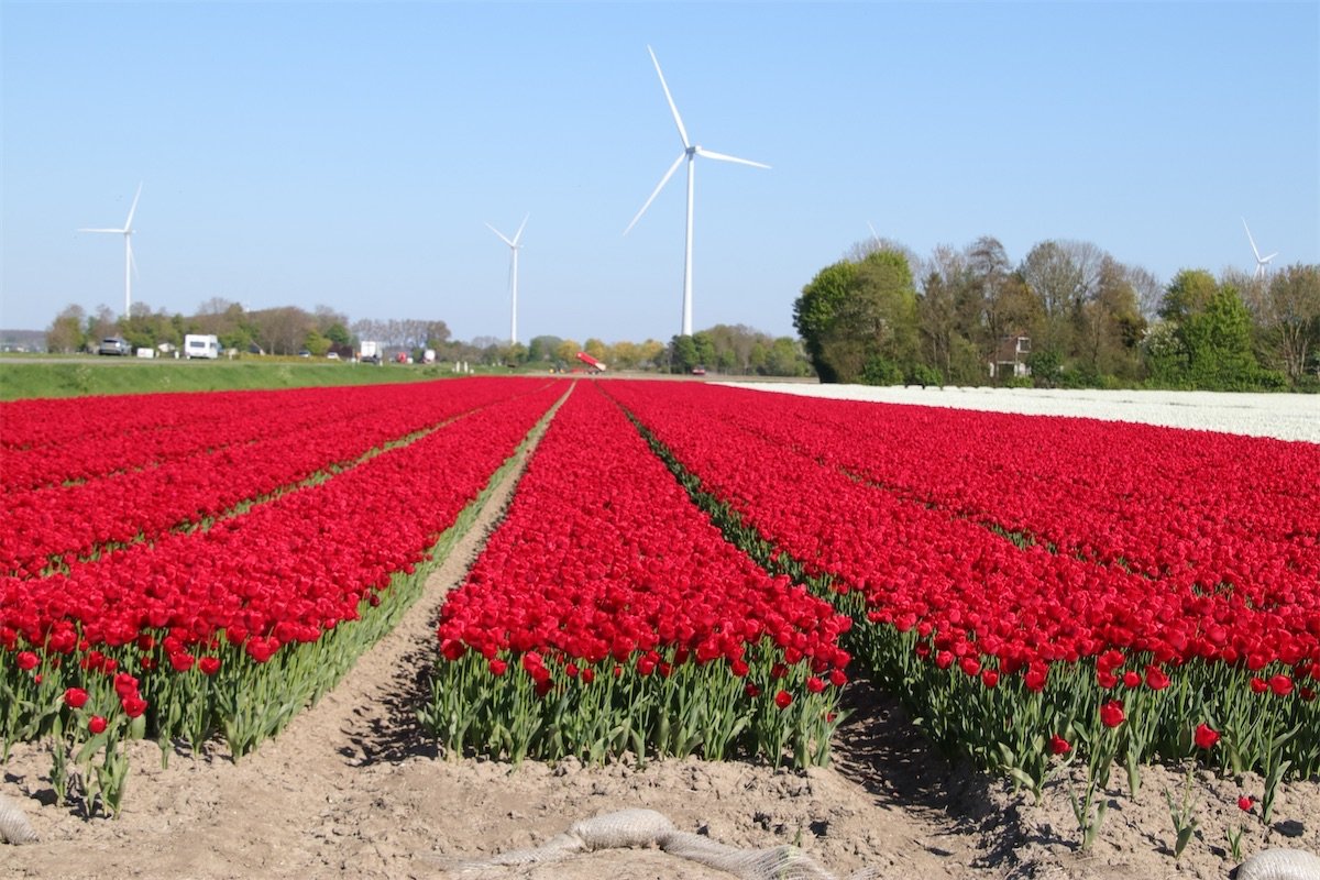 Tulpen luiden lente in Nederland in met economie en kleurenspektakel